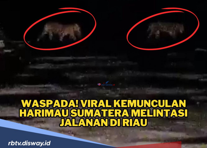 Geger, Harimau Sumatera Melintas di Jalan, Ini Kata BKSDA