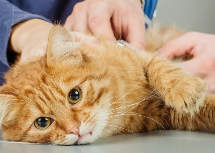Kucing Peliharaanmu Cacingan, Kasih Makanan dan Air Ini Biar Sehat dan Badan Kembali Gemuk