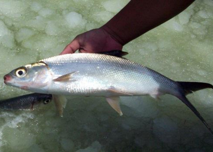 5 Cara Tradisional Melepas Duri Ikan Tersangkut di Tenggorokan