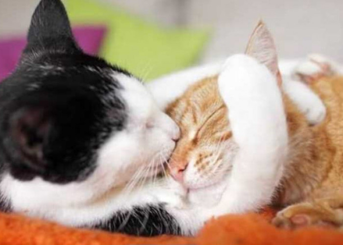 Jangan Dilempar, Ini Cara Mengatasi Kucing Jantan Ingin Kawin dengan Kucing Betina Biar Tidak Berisik