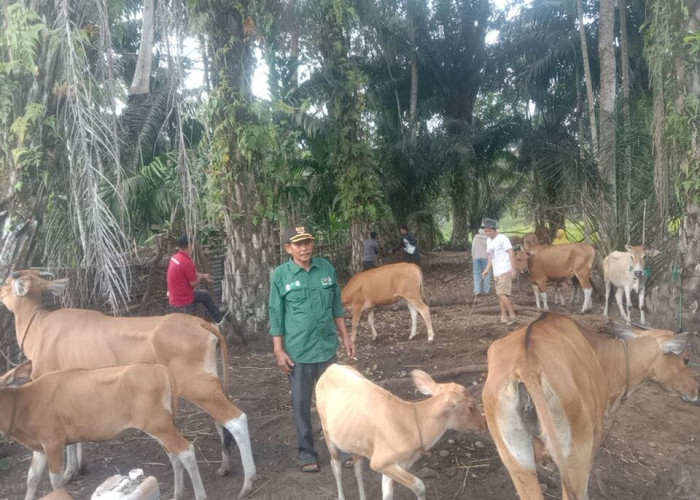 Cegah PMK, Warga Desa Penago Baru Seluma Masih Takut Ternak Sapi Disuntik Vaksin