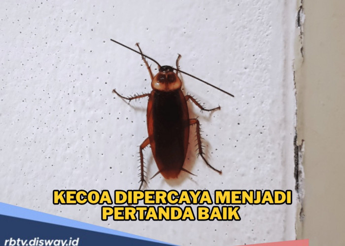 Jangan Diusur Jika Ada Kecoak di Rumah, Ternyata Pertanda Baik