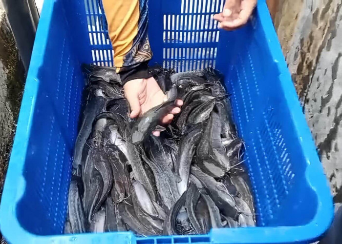 Terobosan Terbaru DKP Kota Bengkulu, Target Sumbang PAD Rp200 di Tahun 2026