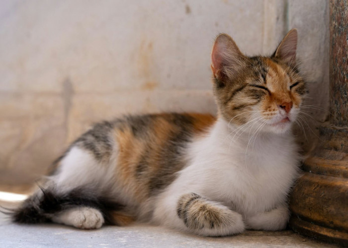 Mitos Menabrak Kucing Menurut Primbon Jawa, Apakah Ini Tanda-tanda Dapat Sial?