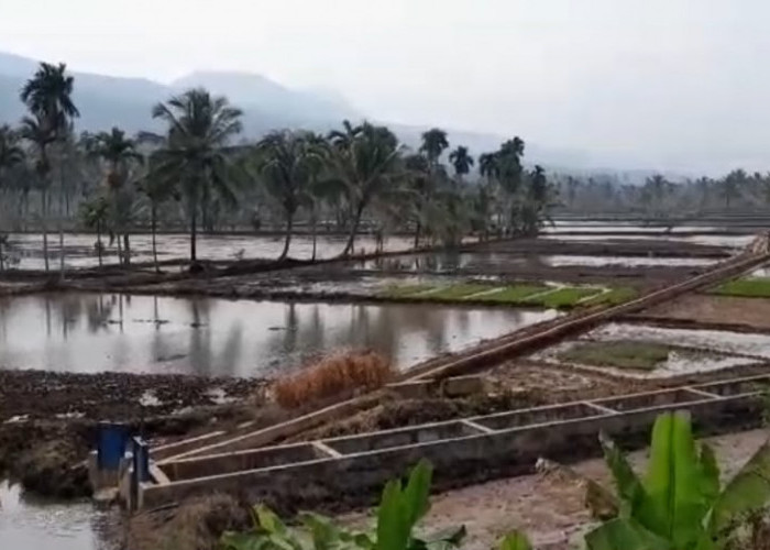 Musim Tanam saat Kemarau, Petani Lebong Diminta Hemat Air