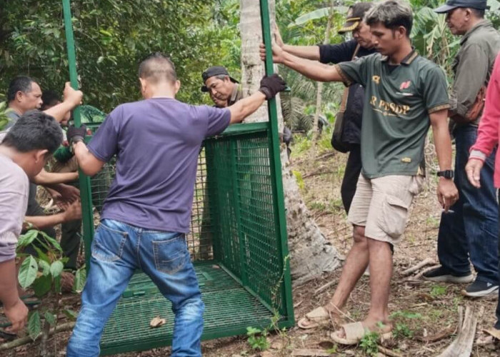Beruang Mangsa 6 Ekor Anjing, BKSDA Provinsi Bengkulu Pasang Perangkap di Bengkulu Tengah