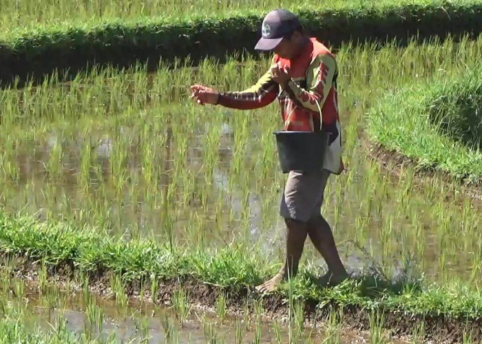 Rincian Kuota Pupuk Subsidi Bengkulu Utara 2026, Urea Hampir Aman, NPK Masih Kurang