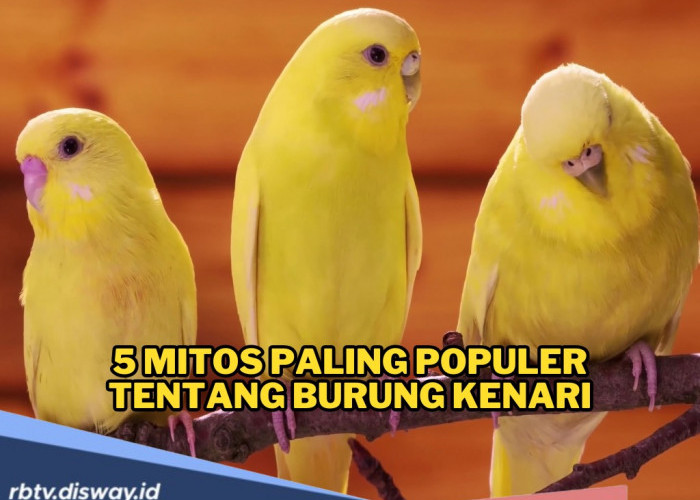 5 Mitos Paling Populer Tentang Burung Kenari, Benarkah Burung Pembawa Keberuntungan atau Pertanda Buruk?