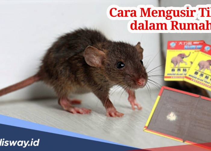 Rumah Anda Banyak Tikus, Ini Cara Alami dan Modern Usir Tikus 