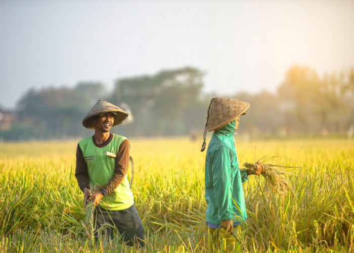 Dana Desa Kabupaten Lebong Tahun Ini Rp 72 Miliar, Dibagi untuk 93 Desa, Berikut Rinciannya Cek Desamu