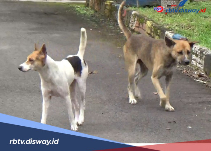 Waspada! Tempo 3 Bulan, 39 Orang di Kepahiang Diserang Anjing Liar