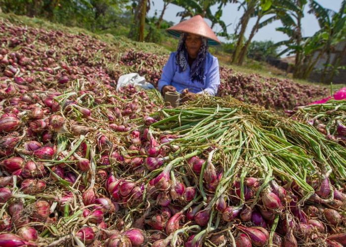Prospek Keuntungan Jadi Petani Bawang Merah, Hasil Penjualan 100 Persen dari Biaya Produksi
