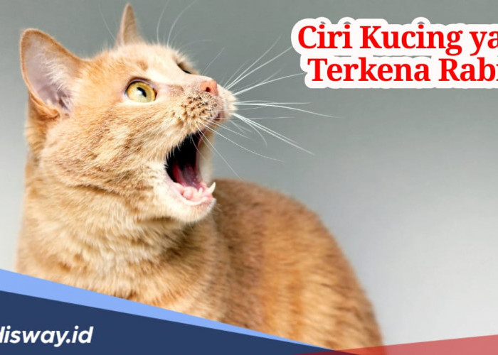 Waspada Kucing Rabies, Kenali 3 Ciri dan Cara Mengobatinya