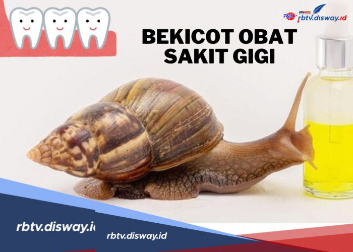 Siapa Sangka? Bekicot Ternyata Ampuh Mengobati Sakit Gigi dan Masalah Kesehatan Mulut Lainnya