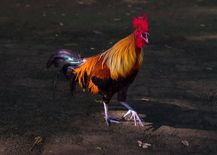Hati-hati Ayam Berkokok Malam Hari, Ada Kepercayaan Itu Tanda Mahluk Halus