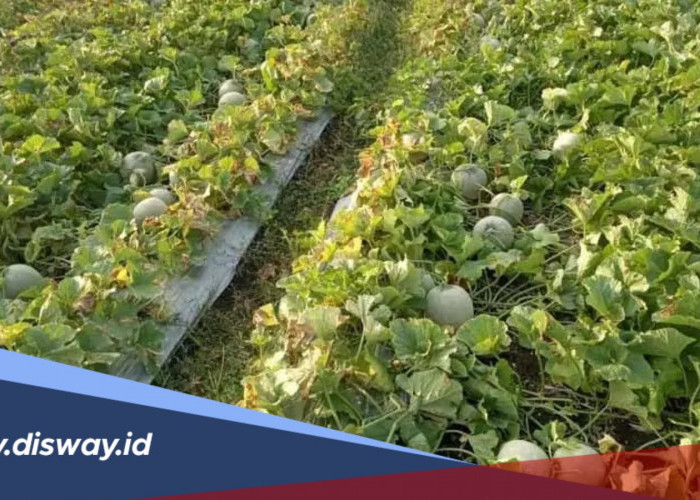 Panduan Pemupukan dan Perawatan Tanaman Melon agar Panen Maksimal