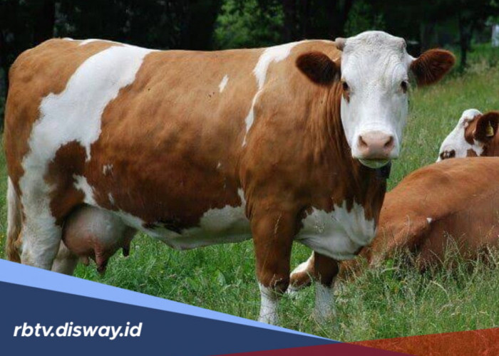 Jangan Tunggu Sapi Lemas, Kenali Gejala Penyakit Jembrana