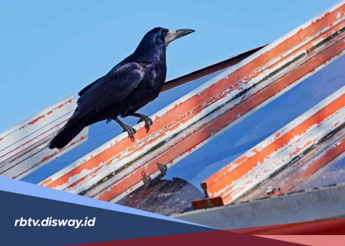 Hati-hati Ya! Kalau Tiba-tiba Ada Suara Burung Gagak di Atas Rumah, Pertanda Menyeramkan