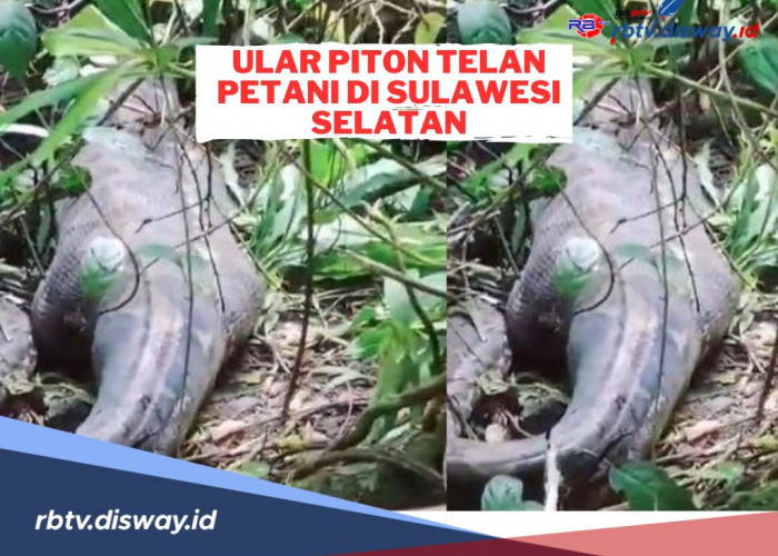 Ditunggu Tak Kunjung Pulang, Ternyata Petani Wanita Ini Ditelan Ular Piton, Begini Kronologinya