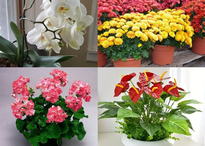 5 Tanaman Hias yang Memiliki Kelopak Bunga Indah Cocok untuk Sudut Ruang Tamu