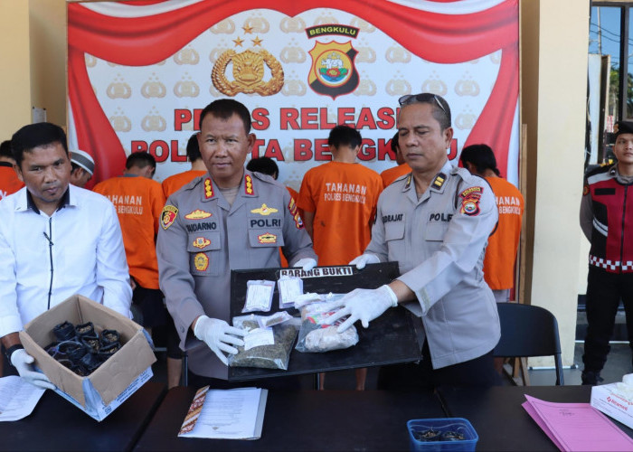 Salah Tanam, Pemuda Pasar Bengkulu Ditangkap Polisi Lantaran Menyemai Ganja di Halaman Rumah