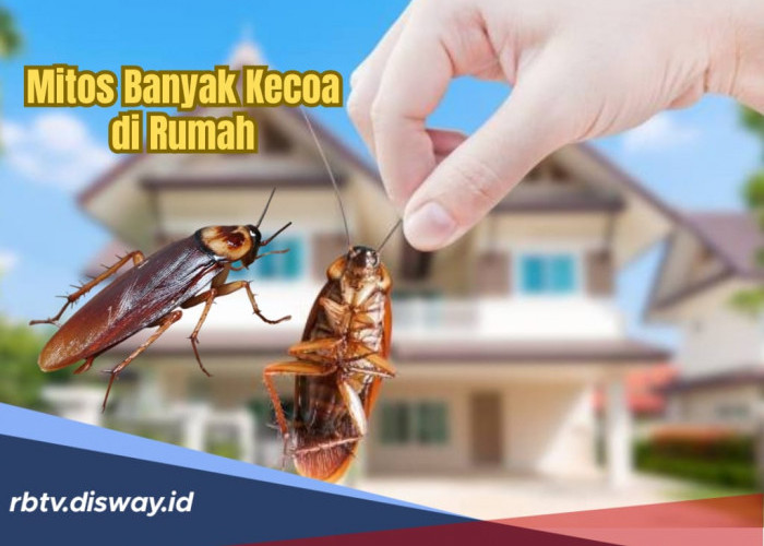 Banyak yang Bertanya, Mitos Rumah Bersih namun Banyak Kecoa Jadi Pertanda Apa?