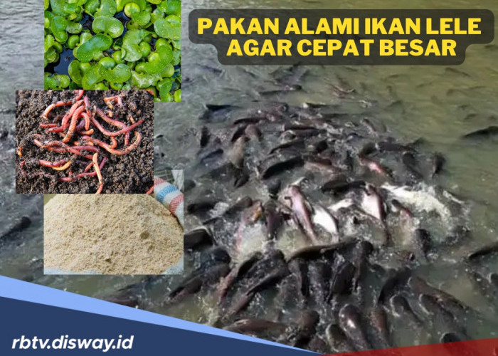10 Jenis Pakan Alami yang Digunakan Agar Sukses Budidaya Ikan Lele 