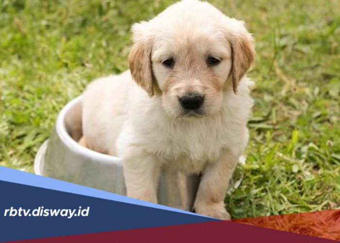 Cara Jitu Latih Anjing agar Pup di Toilet, Sudah Coba?