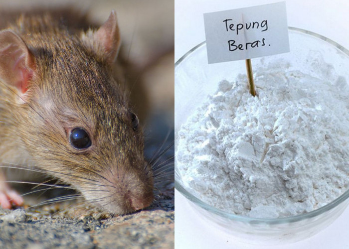 Begini Cara Bikin Sendiri Racun Tikus, Bahannya Beras, Kacang Tanah dan Obat Nyamuk