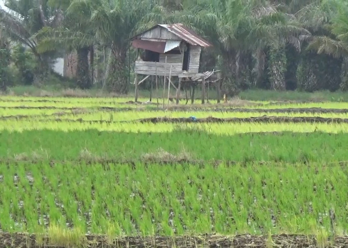 Petani di Bengkulu Tengah Terancam Batal Terima Bantuan Benih hingga Alsintan