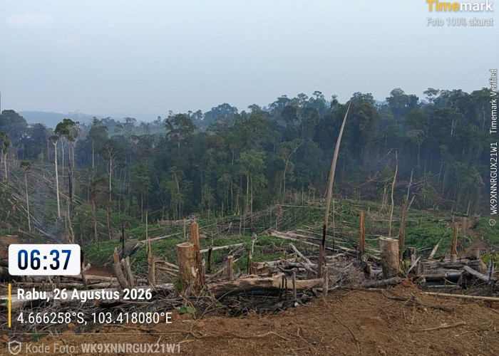 Kemenhut Amankan 40 Hektar Zona Inti TNBBS Ditebang dan Dibakar, 4 Tersangka Ditahan
