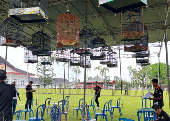 Lebih 500 Peserta Ikuti Lomba Burung Berkicau Piala Merah Putih Gubernur Cup Bengkulu 2025