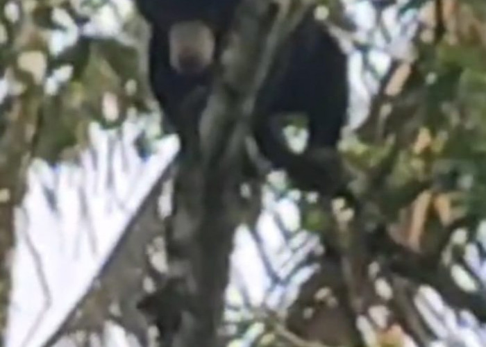 Warga Suro Bali Kepahiang Heboh, Ada Beruang Masuk Kebun Warga