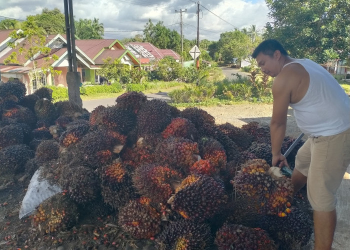 Update Harga TBS di 7 Pabrik Kelapa Sawit Bengkulu Utara Hari Ini 3 Januari 2025