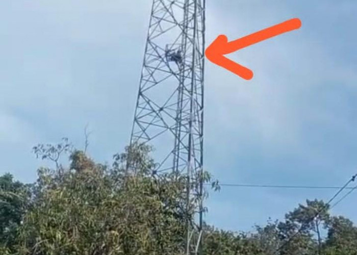 Bengkulu Utara Heboh, Pria Ini Panjat Tower, Diduga Ingin Bundir