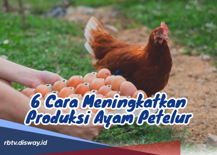 6 Hal ini Bisa Jadi Ampuh untuk Cara Meningkatkan Produksi Ayam Petelur, Yuk Terapin!
