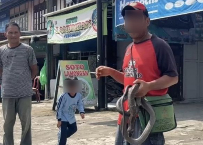 Cerita Pria di Pasar Kepahiang Tewas Digigit Kobra, Sempat Diduga Pawang Ular