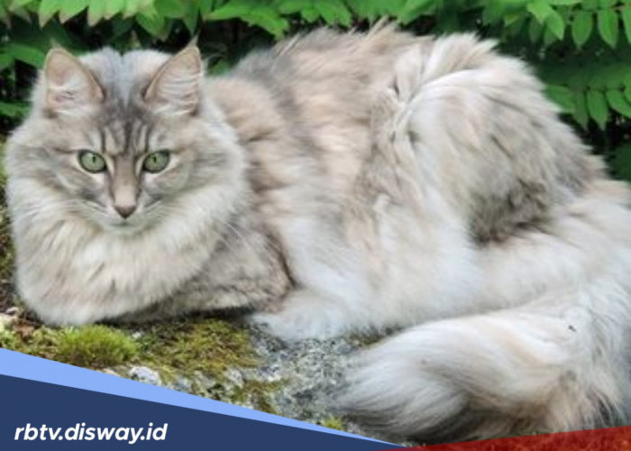 Biar Gak Bingung, Ini Cara Merawat Kucing Anggora agar Tumbuh Sehat dan Makin Menawan 