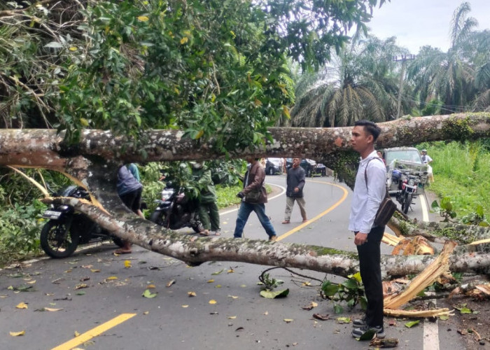 Pohon Terap Tumbang Diterpa Angin, Jalan Lintas Barat Sumatera Macet