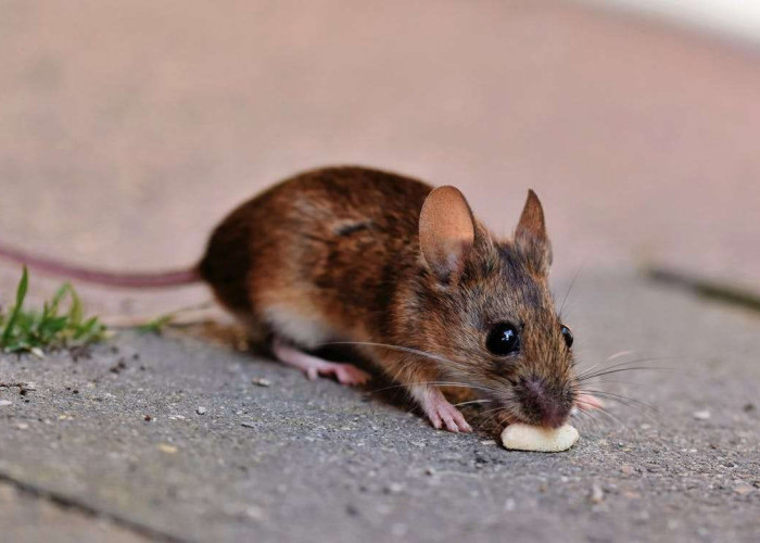 Stres Banyak Tikus di Rumah, Ini 14 Bahan yang Bikin Tikus Langsung Kabur