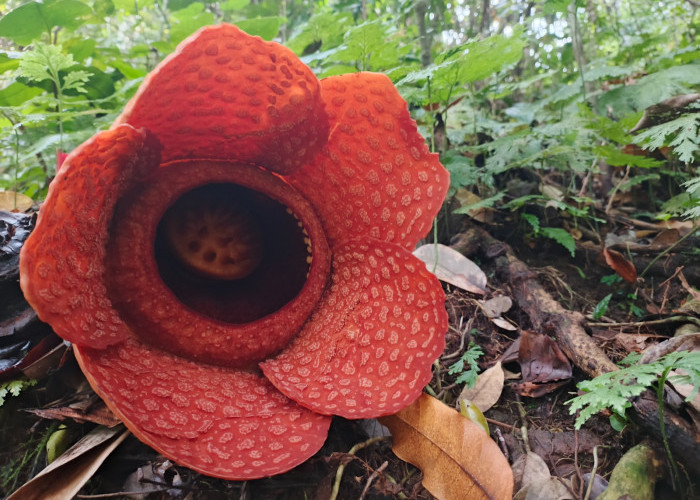 Lebih Tiga Bulan Menghilang, Bunga Rafflesia Kemumu Akhirnya Kembali Mekar