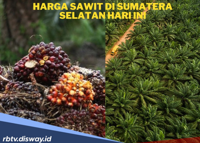 Kabar Baik, Harga TBS Sawit di Sumsel Hari Ini Naik, Ini Rincian Harganya