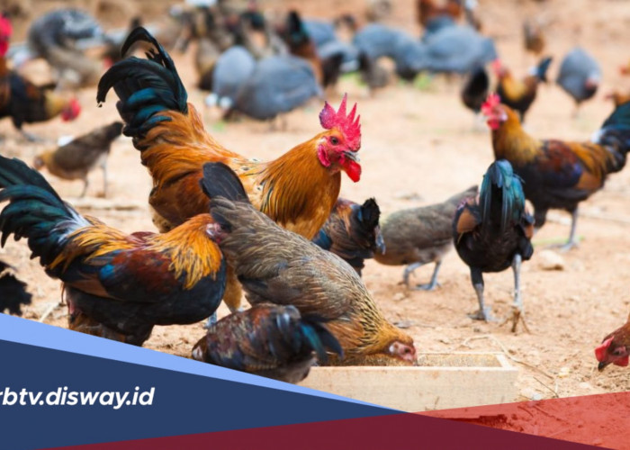 Tips ternak ayam kampung