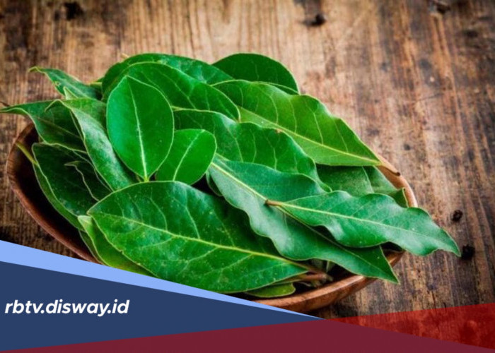 Ambil Manfaat Daun Salam untuk Kesehatan, Begini Cara Mengolahnya