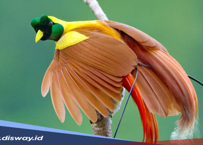 Mengenal Burung Cendrawasih, ‘Si Burung Surga’ Khas Papua