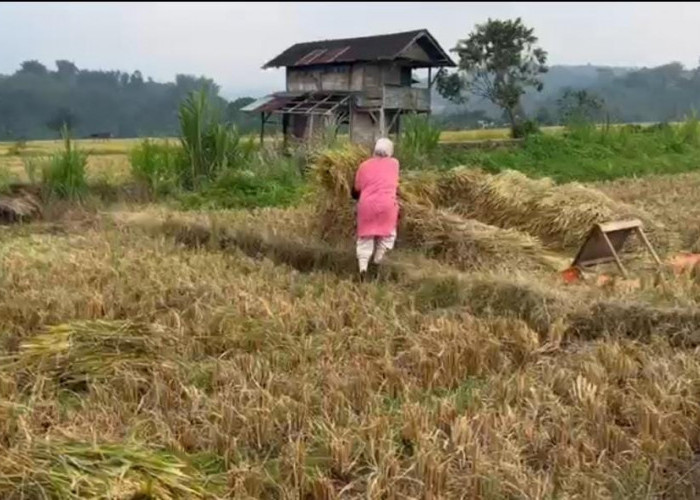 37 Unit Pompa Air Segera Disalurkan ke Petani Rejang Lebong