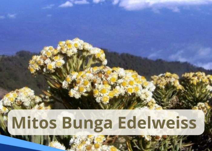 Ini 5 Mitos Bunga Edelweiss, Bunga Abadi di Gunung yang Tak Boleh Dipetik