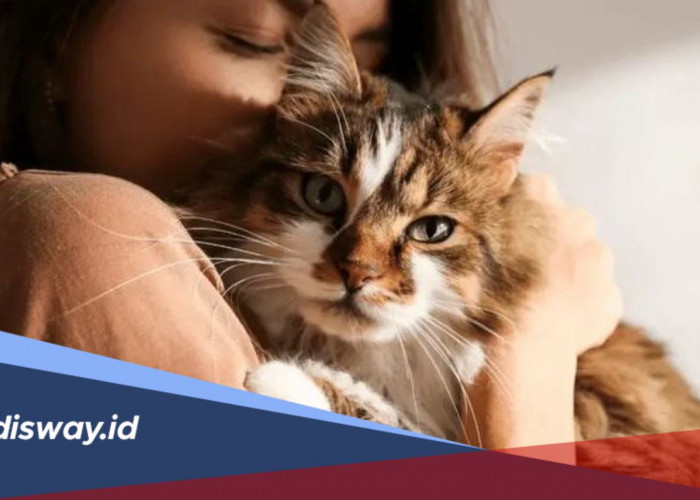 Mitos Memelihara Kucing saat Hamil, Benarkah Berbahaya?