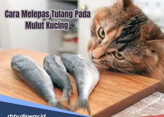 Jangan Panik Dulu, Begini Cara Atasi Kucing Ketulangan, Pasti Berhasil 