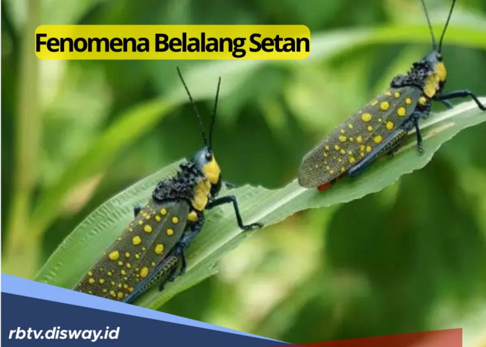 Fenomena dan Fakta Tentang Belalang Setan dan 10 Jenis Belalang Beracun yang Wajib Diwaspadai